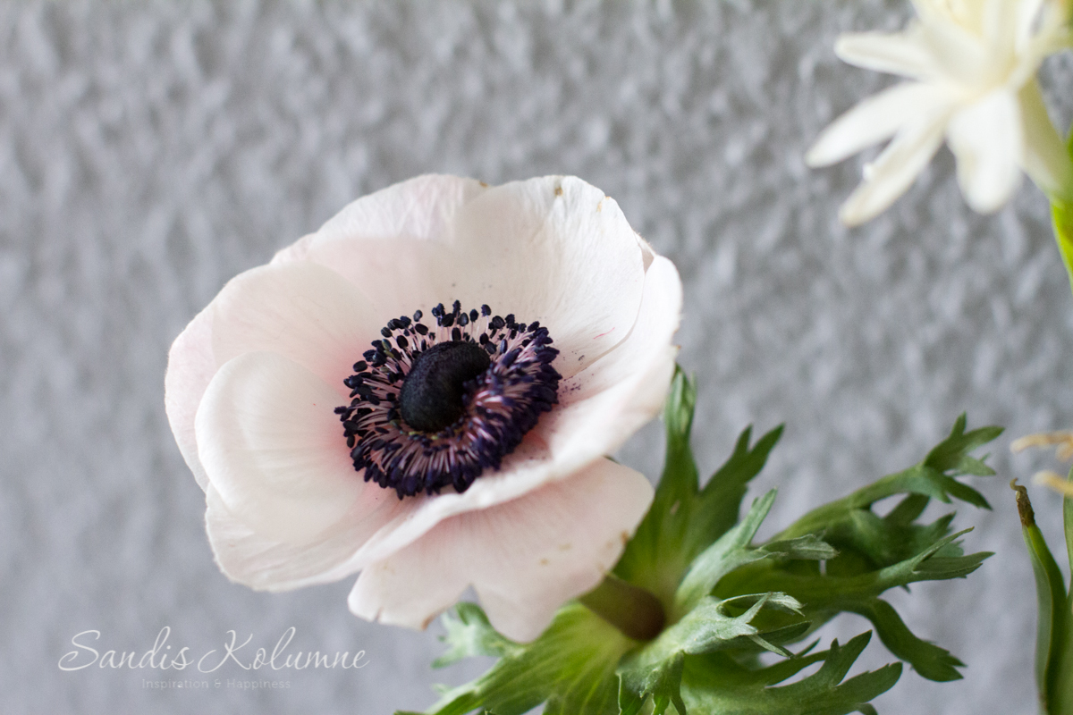 Flower friday Anemone 3