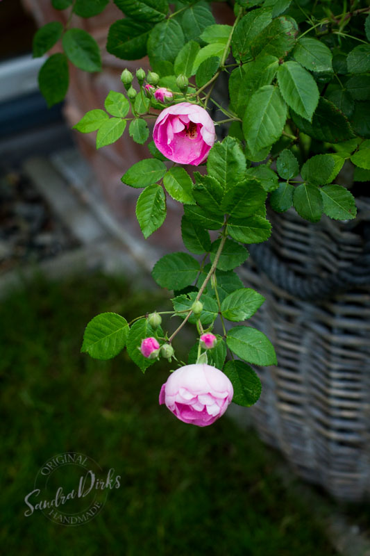 Friday Flowerday Rosenernte (29 von 36)