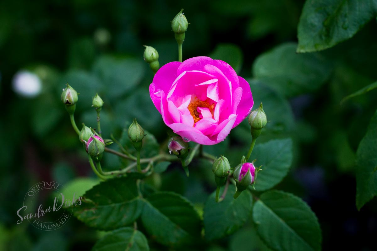 Friday Flowerday Rosenernte (31 von 36)