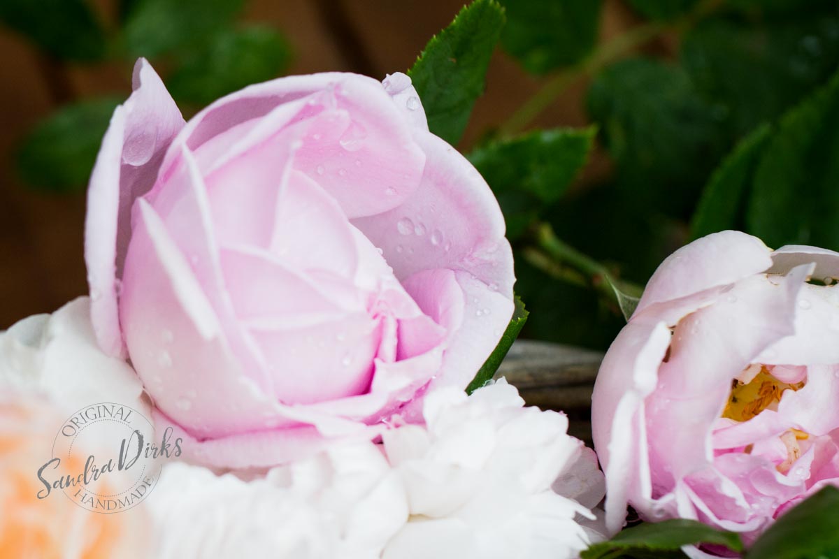 Friday Flowerday Rosenernte (6 von 36)