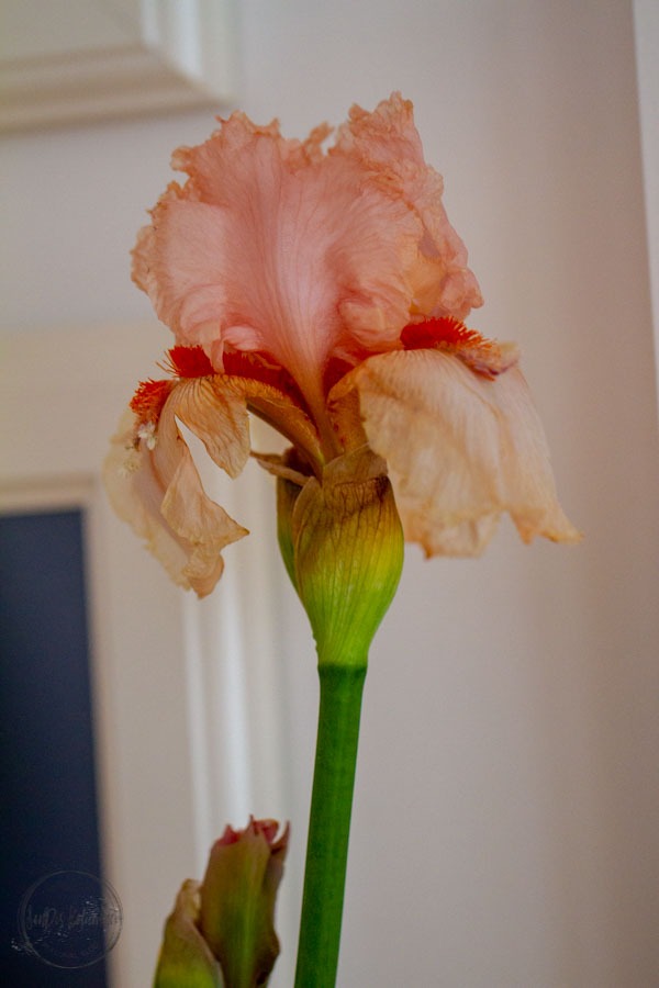Sandra Dirks - FlowerFriday mit Iris aus dem Aquarell