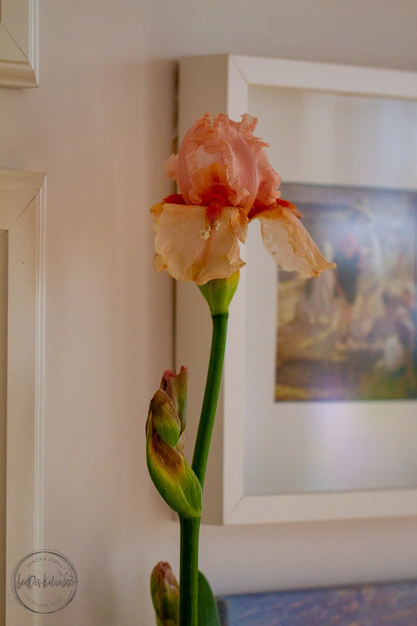 Sandra Dirks - FlowerFriday mit Iris aus dem Aquarell