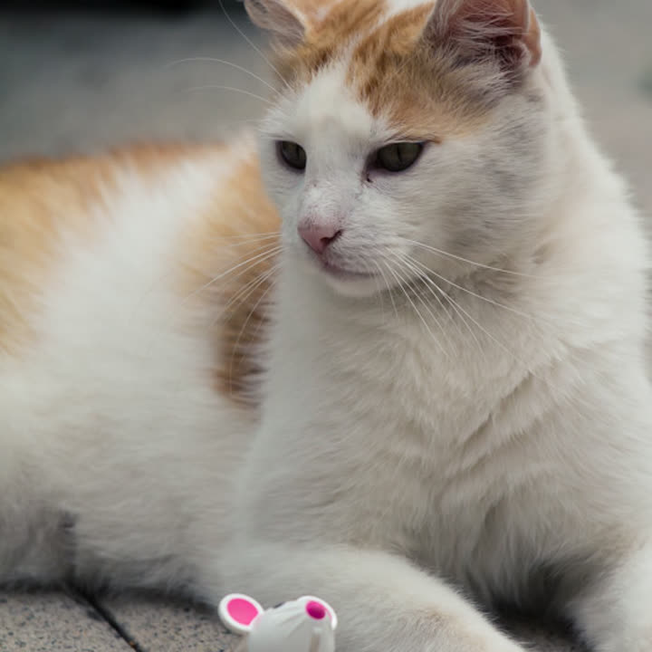 Der Fusselbruder, eine weiß-rote Katze, ein Motiv aus dem Geschichten-Puzzle