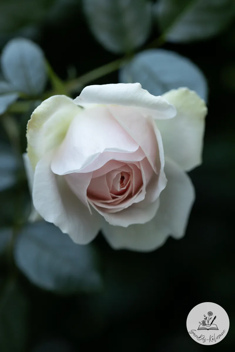 Weiße Rose mit zartrosa Mitte aus meinem Garten, eines der Motive im Blüten-Mahjong